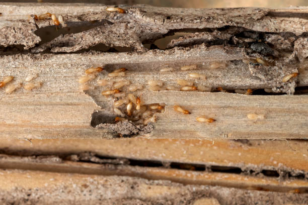 Best Pest Prevention Services  in Clarkson Valley, MO