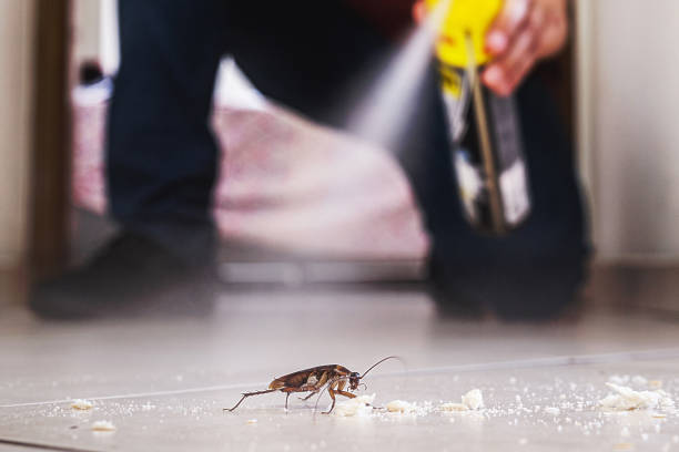 Best Flea Control Services  in Clarkson Valley, MO